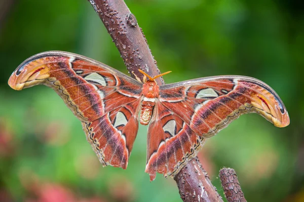 attacus atlas kelebek