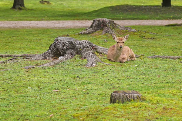 Veado descansando na grama verde fresca ao lado da árvore cortada — Fotografia de Stock