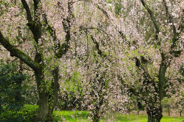 Weeping Japanese Sakura cherry blossom trees with pink flowers in Japan — Stock Photo, Image