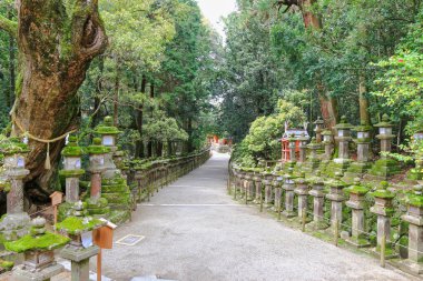 Büyük Kutsal kafur ağacı ve taş fenerler Kasuga tapınak için önde gelen