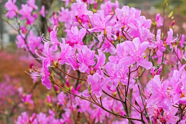 Beautiful wet Azaleas pink flowers blossoming in Japan — Stock Photo, Image