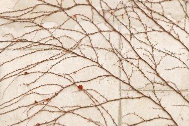 Eski beton duvar üzerinde tırmanma kuru asma dalı ile