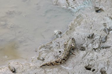Mavi noktalar ile yüzgeçleri ıslak çamurlu arazi üzerinde yürüme ile Mavi benekli zıpzıpı