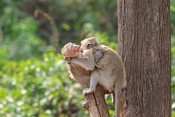 Two affectionate monkeys sitting on tree, hugging each other — Stock Photo, Image