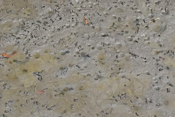 Små krabbor och havssniglar kryper på våta leriga mark i mangroveskog — Stockfoto