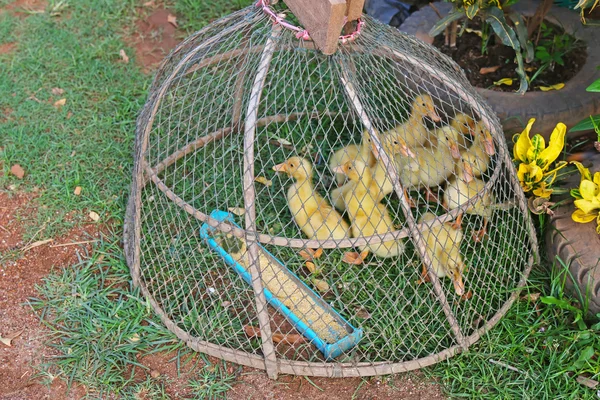 Pequenos patos amarelos bonitos bebês sendo capturados em um galinheiro com comida — Fotografia de Stock