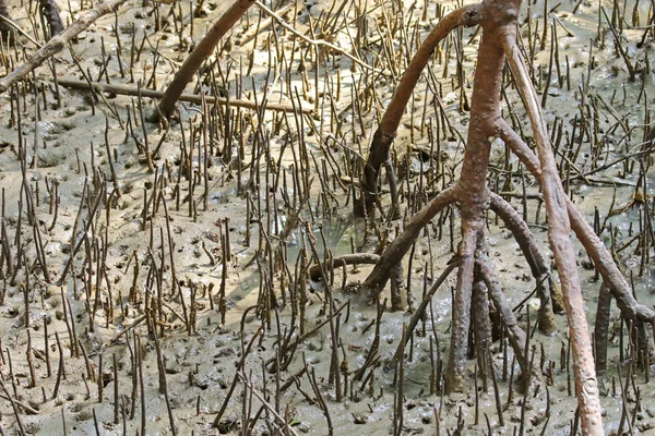 Aerial rot för gasformiga exchange - prop rötter och penna rötter mangrove — Stockfoto