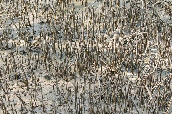 Luftrötter kallas penna rötter kallas även kabel rötter av mangrove — Stockfoto