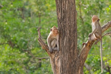 Uzun kuyruklu farklı ağaç dalı üzerinde oturan iki maymun