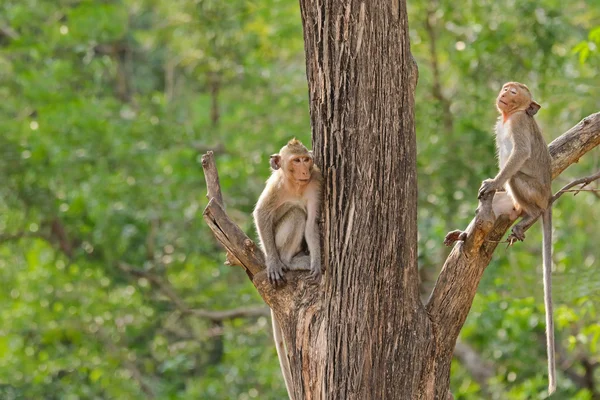 Two monkeys with long tails sitting on different tree branch — Stock Photo, Image