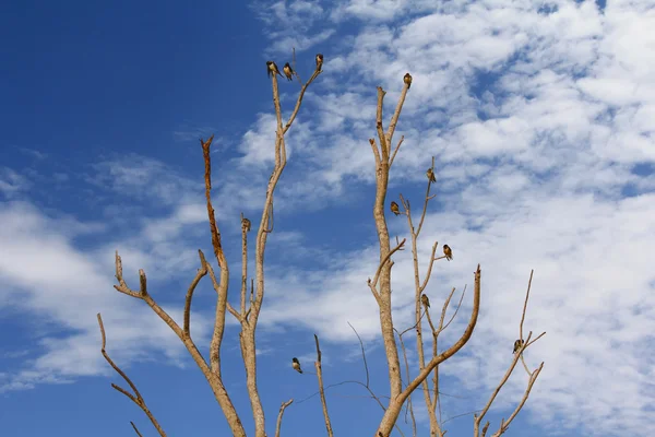 축 사 제비 새 perching과 preening 그들의 깃털 — 스톡 사진
