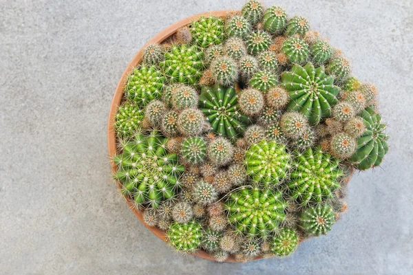 Vaso pieno di Gymnocalycium Echinopsis calochlora cactus succulento — Foto Stock