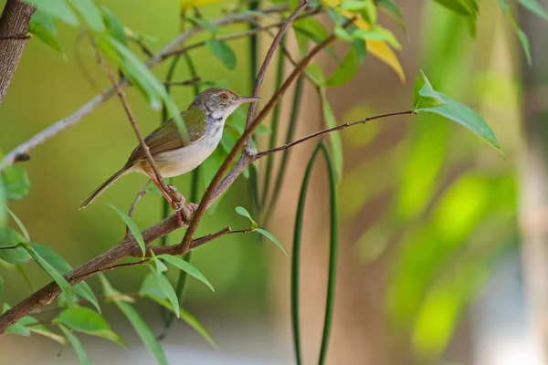 Schneidervogel hockt auf einem Ast im Garten — Stockfoto