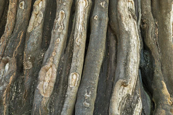 Texture photo of old huge tree bark with natural trunk pattern — Stock Photo, Image