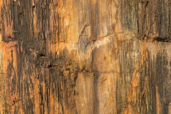 Texture photo of petrified ancient wood changing into stone by nature — Stock Photo, Image