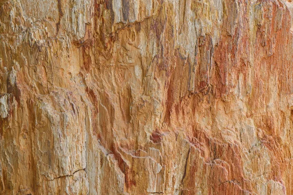 Textura foto de madera antigua petrificada transformándose en piedra por naturaleza —  Fotos de Stock