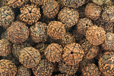 Rudraksha dokusuna closeup tespih kullanılan tohum korkuttu