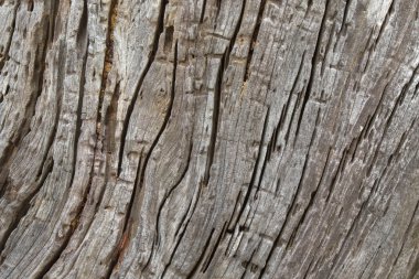 Arka plan ağaç doku fotoğraf büyük rustik ahşap ağaç kabuğu yıpranmış