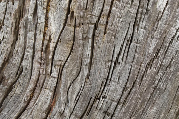Background tree texture photo of huge rustic weathered wood bark — Stock Photo, Image