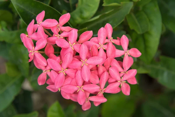 Nahaufnahme von Ixora-Blume, bekannt als westindischer Jasmin in rosa — Stockfoto