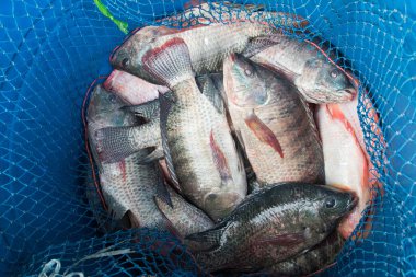 Mavi plastik kova dolusu ham taze tatlı su balık, Tilapia ve Nil tilapia
