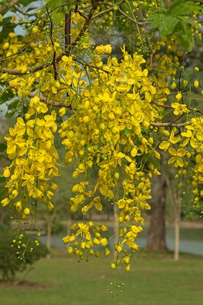 Beautiful yellow flowers of the Golden shower tree ( known as Cassia fistula ) — Stock Photo, Image