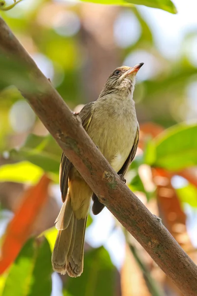 Полосатая бульбюль-птица, сидящая на ветке деревьев в саду — стоковое фото