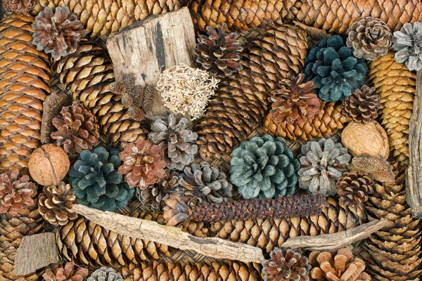 Texture photo of dried lichen, branch, bark, pine cones — Stock Photo, Image