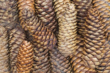 Kurutulmuş çam kozalakları ahşap tepsi üzerinde doğal sesi ile doku fotoğraf