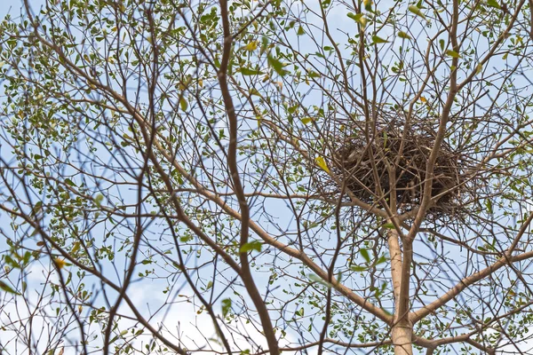 Вид мурашки на пташине гніздо на гілці дерева на блакитне небо — стокове фото