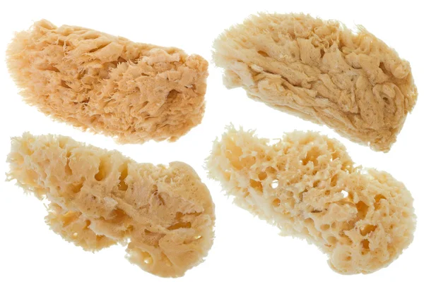 Grupp av mjuka naturliga hav svamp i beige färg isolerad på vit — Stockfoto