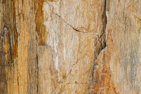 Closeup background texture photo of petrified ancient wood — Stock Photo, Image