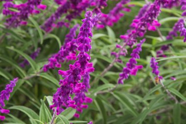 Mor gölgede Meksika bush adaçayı çiçekleri (Salvia leucantha) 