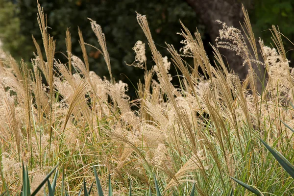 Okrasná tráva, Miscanthus sinensis, rostoucí v zahradě v Austrálii — Stock fotografie