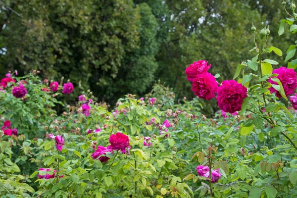 Bellissime rose in tonalità rosso porpora, colore magenta, in giardino — Foto Stock