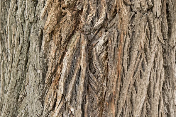 Background photo of texture of old and dry tree bark — Stock Photo, Image