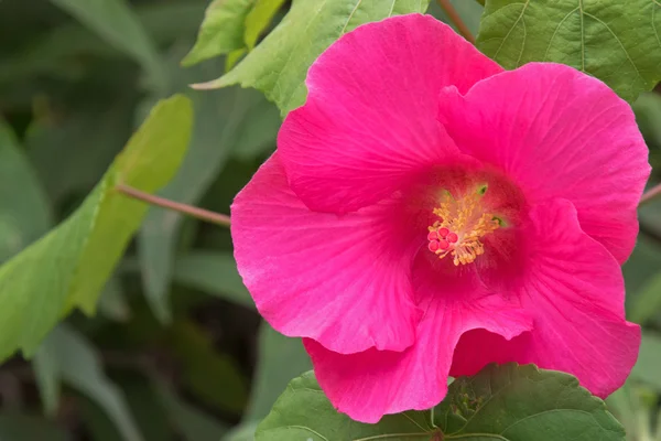 Hibiszkusz virág rózsaszín árnyalatú a kertben, Ausztrália — Stock Fotó