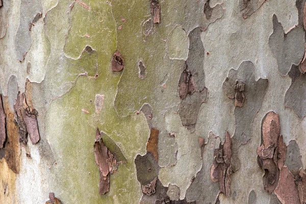 Photo of texture of shed London plane tree bark — Stock Photo, Image