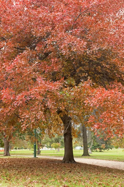 皇家植物园公园里的大橡树 — 图库照片