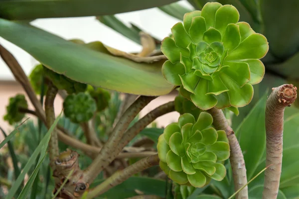 Aeonium arboreum, árvore houseleek, rosa irlandesa, planta suculenta na Austrália — Fotografia de Stock