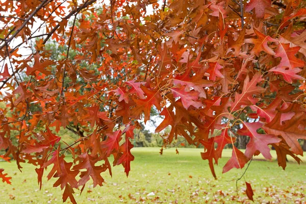 Oak trees in the park turning leaves into Autumn red shade — Stock Photo, Image