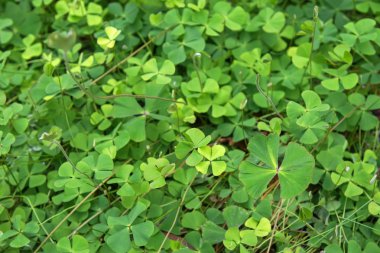 Ortak Nardoo, su fern Avustralya'da sulak alanda büyüyen