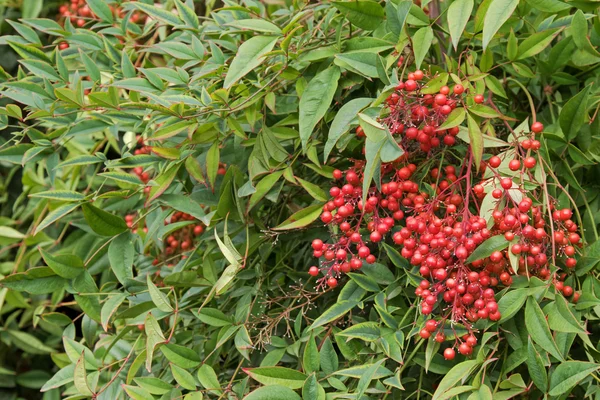 Sacred bamboo with red berries also known as heavenly bamboo — Stock Photo, Image