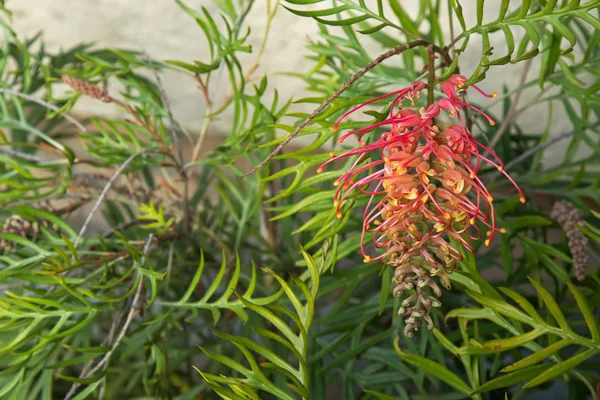 Primer plano de Grevillea Excelente planta con flor creciendo en sombra — Foto de Stock