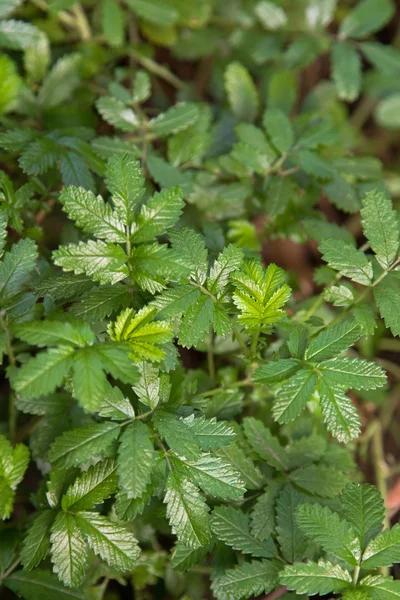 Bidgee widgee, planta ornamental nativa de Australia utilizada como sustituto del té en el pasado — Foto de Stock