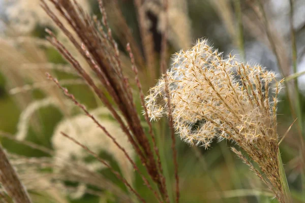 Bloemknoppen van decoratieve gras, Miscanthus sinensis, groeien in Australië — Stockfoto