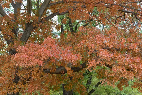 公园里的橡树把树叶变成秋天的橙色树荫 — 图库照片