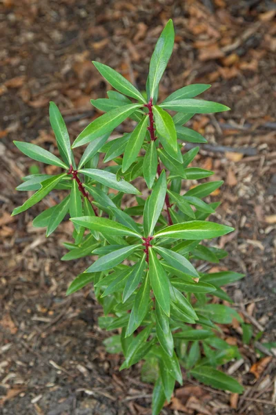 Mountain Pepper Plant, conhecida como folha de pimenta da Cornualha cultivada na Austrália — Fotografia de Stock