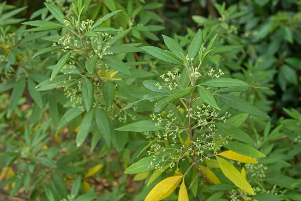 Tree Zieria, también conocida como Stinkwood planta cultivada en Victoria, Australia — Foto de Stock