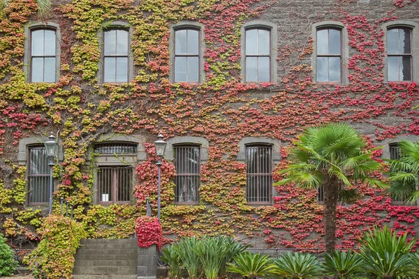 Hojas rojas de hiedra en la pared de Victoria Barracks, en Melbourne, Australia — Foto de Stock